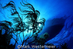 Image of dive boat taken near Key Largo with a Nikonos V,... by Mark Westermeier 